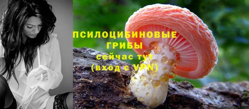 купить   hydra как войти  Галлюциногенные грибы Cubensis  Заозёрск 